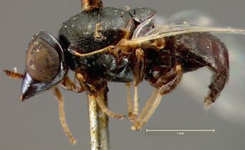 Media type: image;   Entomology 12591 Aspect: habitus lateral view